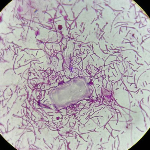 Microbiología