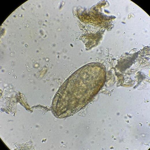 Coprología